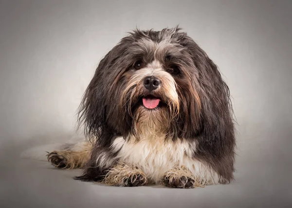 Porträt Eines Süßen Hundes — Stockfoto