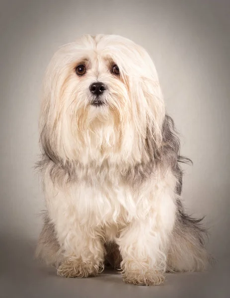 Portrait Cute Dog — Stock Photo, Image