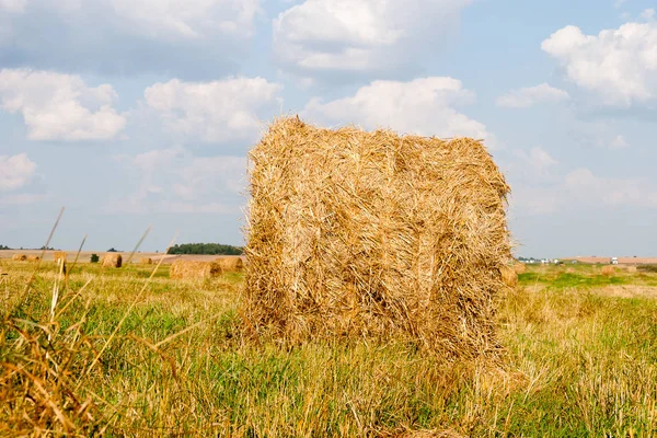 Haystacks Στο Πεδίο Την Ηλιόλουστη Μέρα — Φωτογραφία Αρχείου