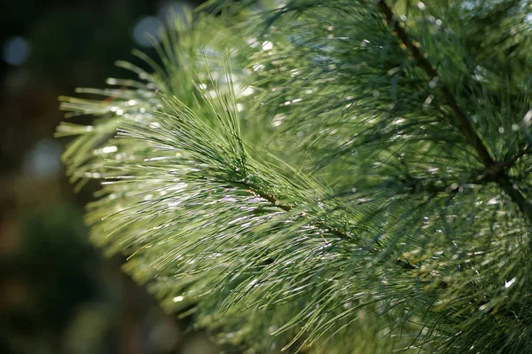 Bir Çam Ağacının Dalı Pinus Pinae Arka Işıklandırması — Stok fotoğraf