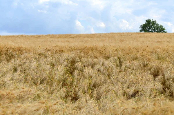 Cebada Cereales Grano Agrícola —  Fotos de Stock