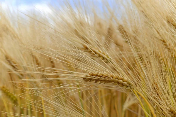 Barley Agriculture Grain Cereal — Stock Photo, Image