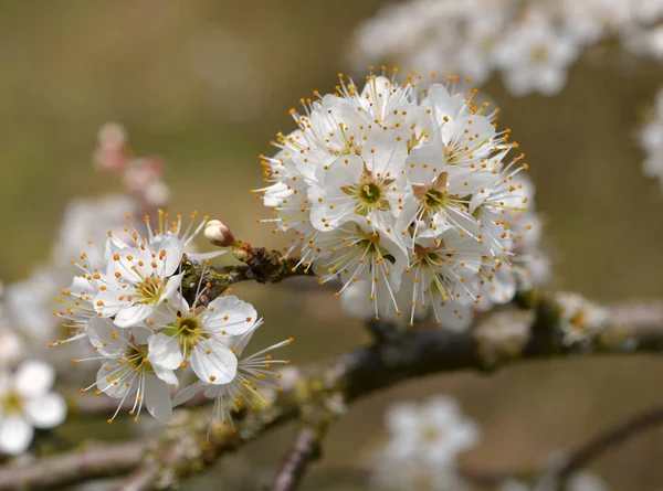 Fleurs Blanches Fleurs Cerisier Printemps — Photo