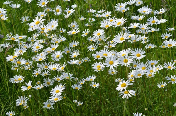 Wiese Ist Ein Offener Lebensraum Oder Feld Bepflanzt Mit Gras — Stockfoto