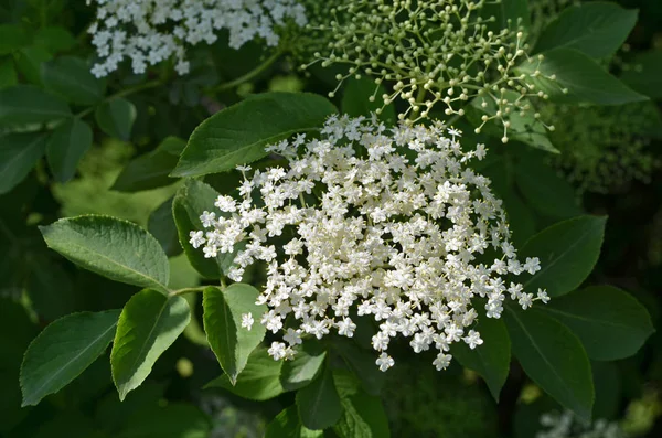 Flor Saúco Blanca Planta Botánica — Foto de Stock