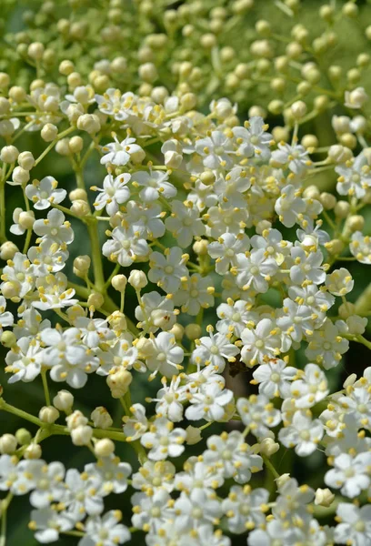 Kwiat Czarnego Bzu Roślina Botaniczna — Zdjęcie stockowe