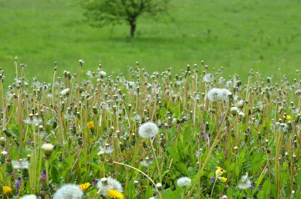 Bella Vista Del Fiore Dente Leone Naturale — Foto Stock