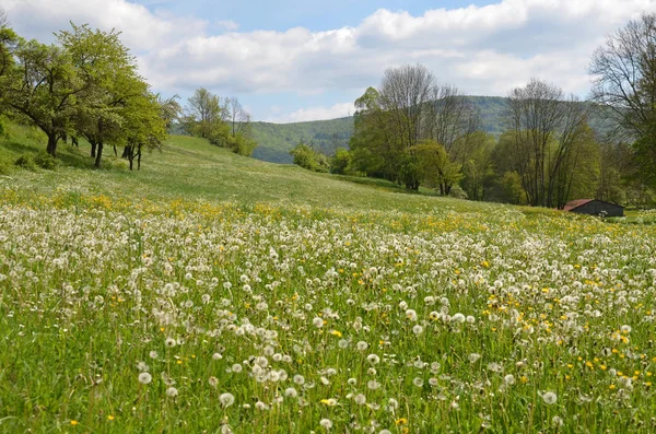 Schöne Aussicht Auf Natürliche Löwenzahnblume — Stockfoto