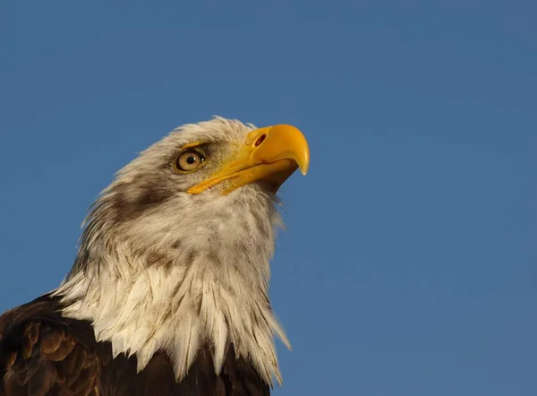 Vista Panorámica Majestuoso Águila Calva Naturaleza Salvaje — Foto de Stock