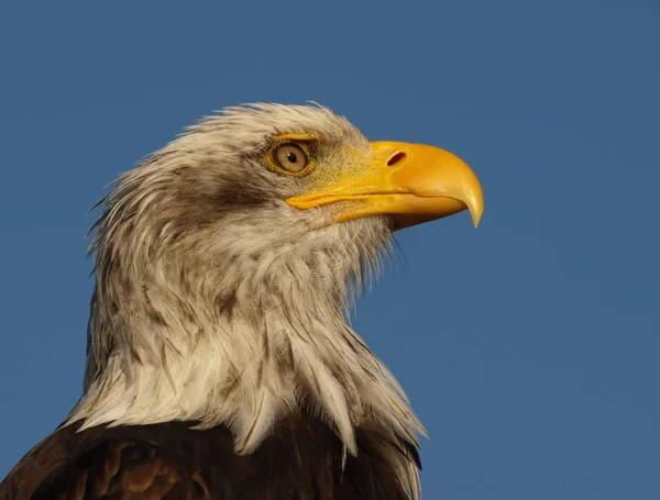 Vacker Utsikt Över Majestätisk Skallig Örn Vild Natur — Stockfoto