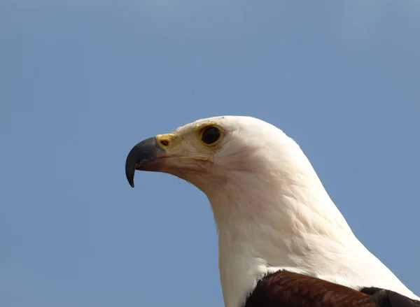 Observação Pássaros Pássaro Bonito Natureza Selvagem — Fotografia de Stock