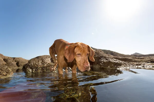 Zeer Attente Hond Het Water — Stockfoto