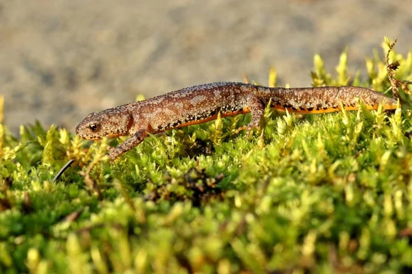 Triton Alpin Amphibien Bergmolch Salamandre — Photo