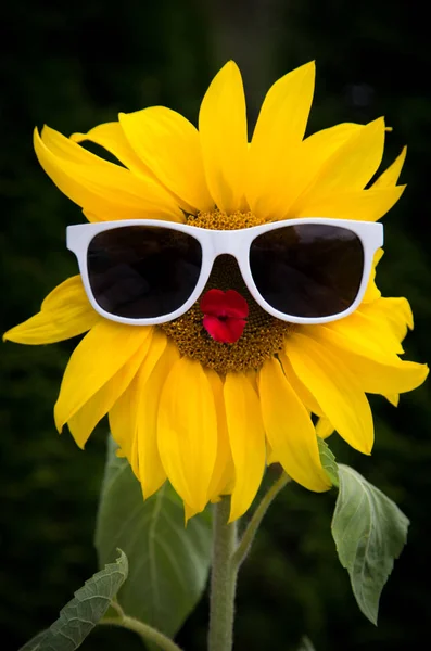 Gelbe Sonnenblume Auf Dem Feld — Stockfoto