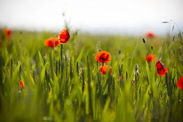 Close Uitzicht Mooie Wilde Papaver Bloemen — Stockfoto