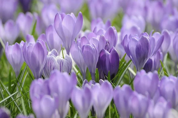 Krokusy Okvětní Lístky Jarních Květů — Stock fotografie