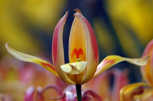 Kwiaty Tulipanów Wiosenna Flora — Zdjęcie stockowe