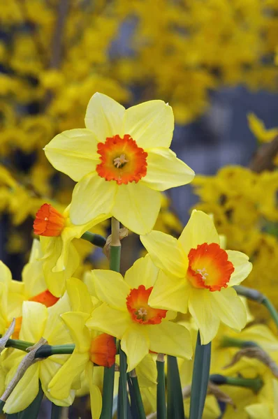 Velikonoční Zvonek Velikonoční Zvony Narcisy Narcisy Květiny Květiny Květy Zahrada — Stock fotografie