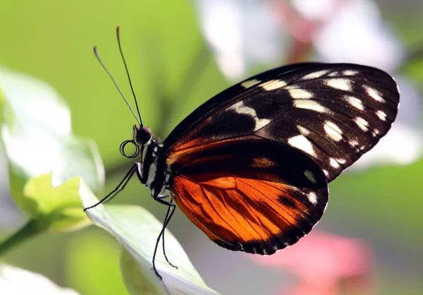 Nahaufnahme Von Schönen Bunten Schmetterling — Stockfoto