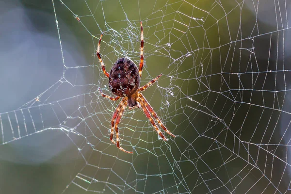 Araña Trampa Para Insectos Animal — Foto de Stock