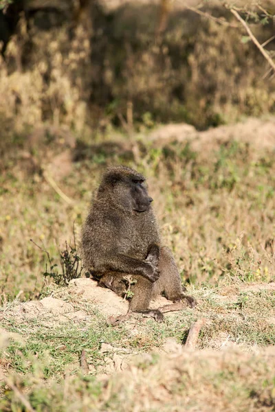 Apen Dieren Leven Natuur Fauna — Stockfoto