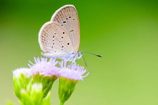 Gros Plan Petit Papillon Brun Mangeant Nectar Sur Fleur Herbe — Photo