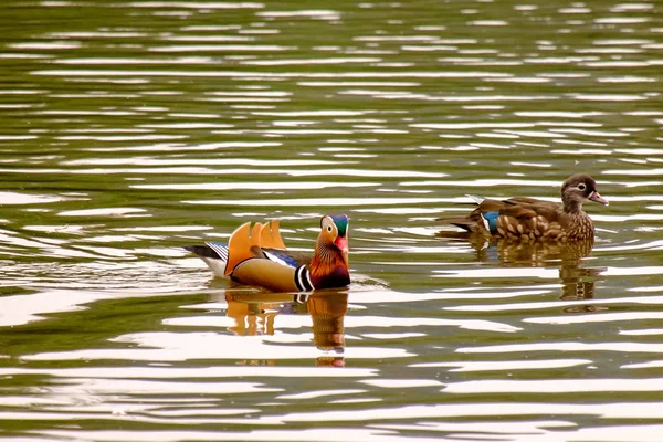 Scenic View Beautiful Bird Nature — Stock Photo, Image