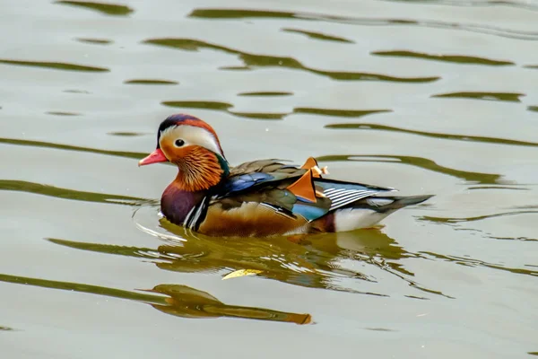 Vue Panoramique Bel Oiseau Nature — Photo