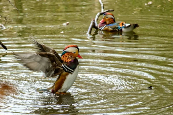 Photo Thème Oiseau Pittoresque — Photo