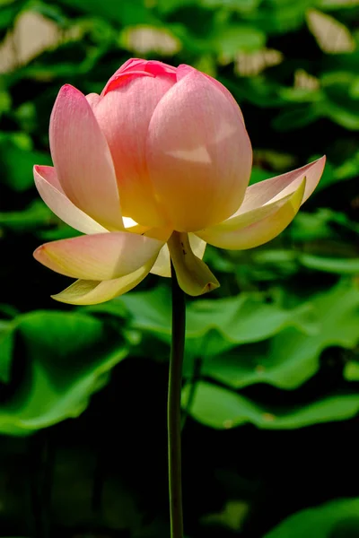 Vue Panoramique Sur Magnifique Lotus Coloré — Photo