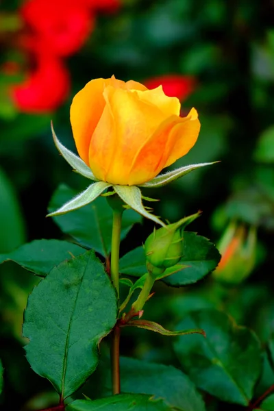 Schöne Blumen Blumiges Konzept Hintergrund — Stockfoto