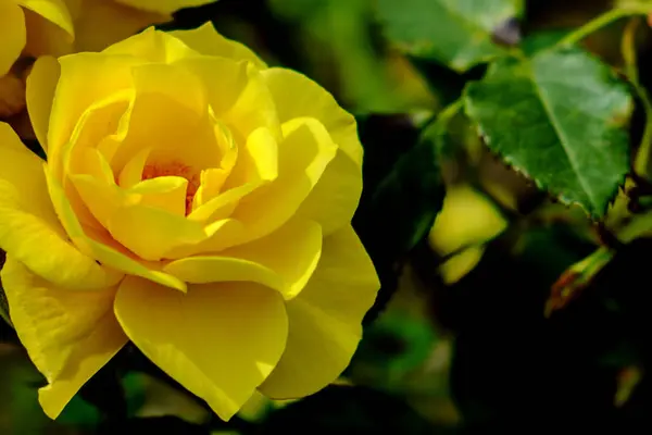 Schöne Blumen Blumiges Konzept Hintergrund — Stockfoto