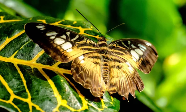 美しいカラフルな蝶の近景 — ストック写真