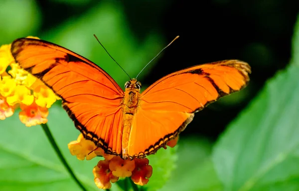 Vue Rapprochée Beau Papillon Coloré — Photo