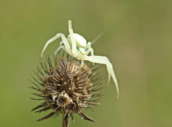 カニのクモや虫の野生動物 — ストック写真