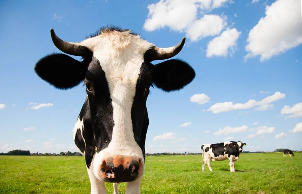 Portrait Dutch Cow — Stock Photo, Image