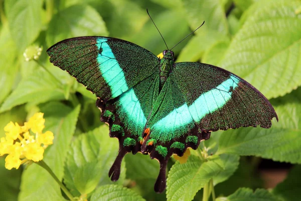 Green Banded Swallowtail Papilio Palinurus — Stock Photo, Image