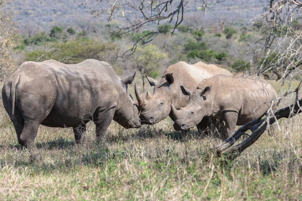 Дика Природа Флора Фауна Носорогів — стокове фото