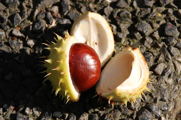 Uma Castanha Com Cápsula — Fotografia de Stock