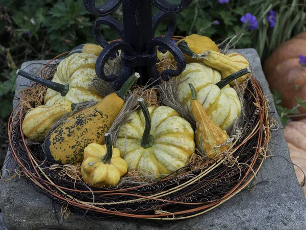 Harvest Festival Pumpkins Selective Focus — Stock Photo, Image