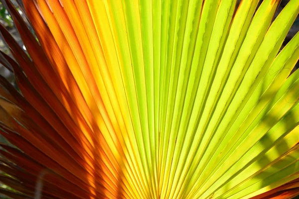 Abstract Background Palm Leaf — Stock Photo, Image