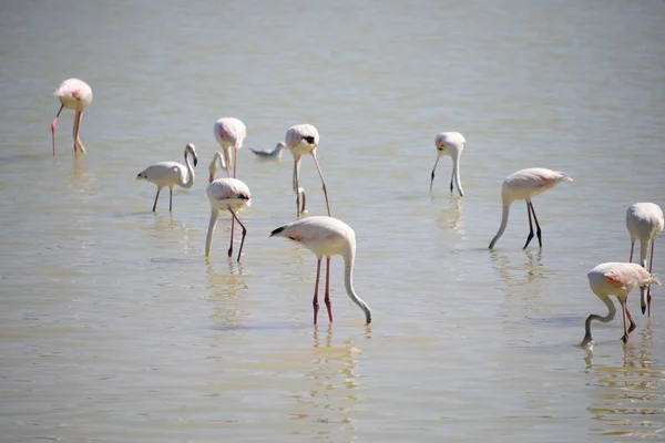 Vedere Pitorească Flamingo Ului Maiestuos Natură — Fotografie, imagine de stoc