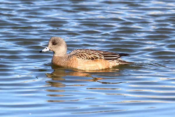 Wigeon Amérique Anas Americana Nageant Dans Océan — Photo