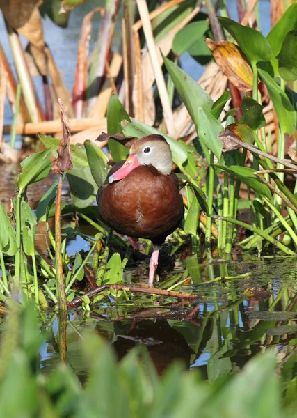 Florida Everglades Siyah Karınlı Whistling Duck Dendrocygna Autumnalis — Stok fotoğraf