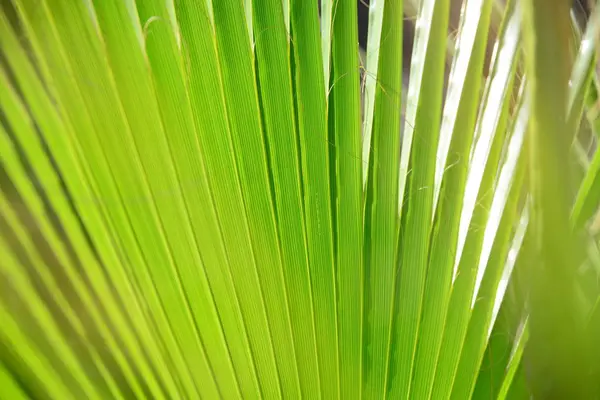 Hermoso Plano Botánico Fondo Pantalla Natural — Foto de Stock