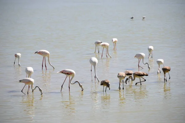 Scenic View Majestic Flamingos Nature — Stock Photo, Image