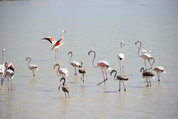 Vista Panorámica Majestuosos Flamencos Naturaleza — Foto de Stock