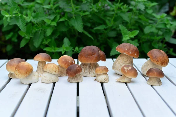 Funghi Porcini Nel Cesto Nel Bosco — Foto Stock