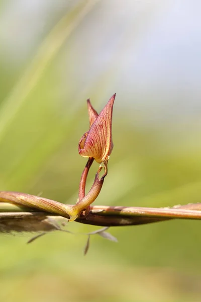 True Bindweed Calystegia Sepium Leaves Macro Shot — стоковое фото