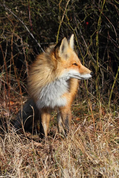 赤狐動物 自然動物 — ストック写真